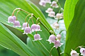CONVALLARIA MAJALIS VAR ROSEA, PINK LILLY OF THE VALLEY