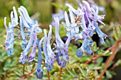 CORYDALIS FLEXUOSA CHINA BLUE