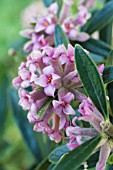 DAPHNE SERICEA, HARDY SMALL SHRUB