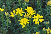 GENISTA HISPANICA, SPANISH GORSE