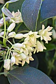 HOLBOELLIA LATIFOLIA, TENDER SCENTED CLIMBER