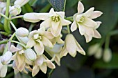 HOLBOELLIA LATIFOLIA, TENDER SCENTED CLIMBER