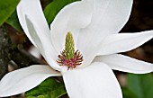 MAGNOLIA WILSONII, HARDY SMALL TREE