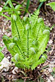 MATTEUCCIA STRUTHIOPTERIS, SHUTTLECOCK FERN