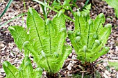 MATTEUCCIA STRUTHIOPTERIS, SHUTTLECOCK FERN