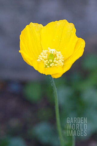 MECONOPSIS_CANTABRICA_WELSH_POPPY_HARDY_BIENNIAL_APRIL