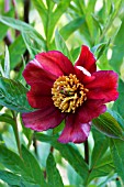 PAEONIA DELAVAYI