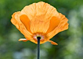 MECONOPSIS CAMBRICA AURANTIACA,