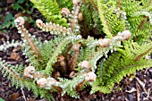 POLYSTICHUM SETIFERUM, SOFT SHIELD FERN