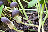 ARISARUM PROBOSCIDEUM