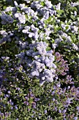 CEANOTHUS ARBOREUS TREWITHEN BLUE & C. CONCHA