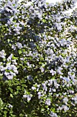 CEANOTHUS ARBOREUS TREWITHEN BLUE & C CONCHA