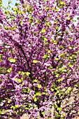 CERCIS SILIQUASTRUM, JUDAS TREE