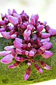 CERCIS SILIQUASTRUM, JUDAS TREE