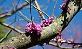 CERCIS SILIQUASTRUM, JUDAS TREE