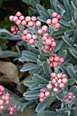 HELICHRYSUM RUBY CLUSTER