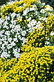 GENISTA HISPANICA & CHOISYA TERNATA, SPANISH BROOM & MEXICAN ORANGE BLOSSOM