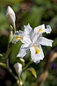 IRIS CONFUSA