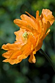 MECONOPSIS CAMBRICA FLORE PLENO, DOUBLE WELSH POPPY