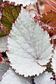 BEGONIA EARL OF PEARL