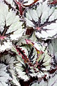 BEGONIA EMERALD BEAUTY