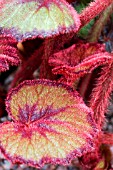 BEGONIA FIREFLUSH