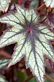 BEGONIA LITTLE BROTHER MONTGOMERY