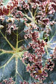 BEGONIA MUNCHKIN