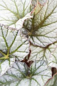 BEGONIA SILVER CLOUD