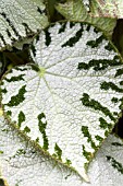 BEGONIA SILVER JEWELL