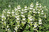 LAMIUM ALBUM, (WHITE DEADNETTLE)