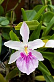 MILTONIA SPECTABILIS, TROPICAL EPIPHYTIC ORCHID