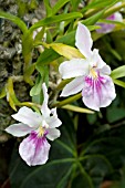 MILTONIA SPECTABILIS, TROPICAL EPIPHYTIC ORCHID