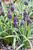 MUSCARI COMOSUM