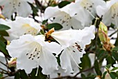 RHODODENDRON FRAGRANTISSIMUM