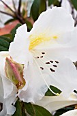 RHODODENDRON FRAGRANTISSIMUM