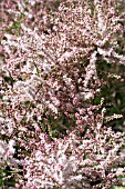 TAMARIX RAMOSISSIMA PINK CASCADE, TAMARISK