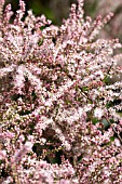 TAMARIX RAMOSISSIMA PINK CASCADE, TAMARISK