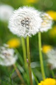 TARAXACUM OFFICINALE, DANDELION CLOCK IN MEADOW, APRIL