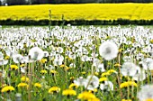 TARAXACUM OFFICINALE, DANDELION MEADOW WITH RAPE FIELD ON THE HORIZON, APRIL