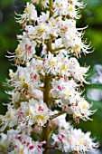 AESCULUS HIPPOCASTANUM, HORSE CHESTNUT