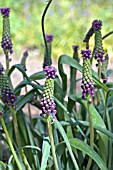 MUSCARI COMOSUM