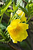 PAEONIA LUTEA