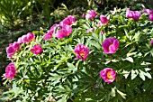 PAEONIA MOLLIS