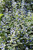 PENTAGLOTTIS SEMPERVIVENS, GREEN ALKANET