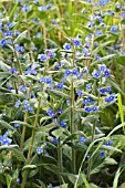 PENTAGLOTTIS SEMPERVIVENS, GREEN ALKANET