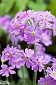 PRIMULA FONDOSA