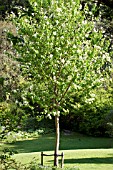 PRUNUS PADUS, SPECIMEN TREE WITH TRUNK SUPPORT