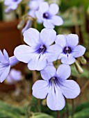 STREPTOCARPUS MODESTUS