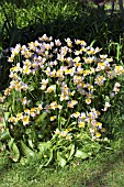 TULIPA SAXATILIS, NATURALISED IN GRASS, APRIL